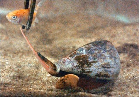 New painkillers could be made out of the venom of a killer snail