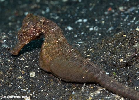 Hippocampus kuda, Lembeh Strait, Sulawesi, Indonesia