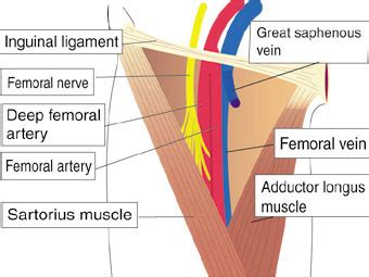 ANATOMY(B.D CHAURASIA'S) NOTES : FEMORAL TRIANGLE!