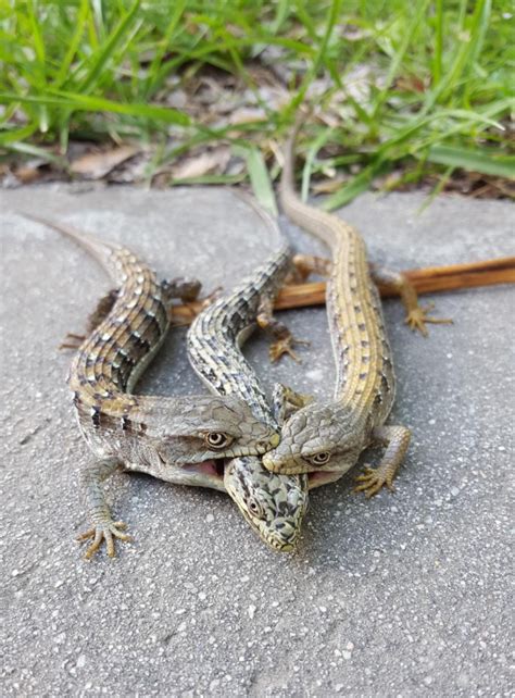 Does Lizards Bite