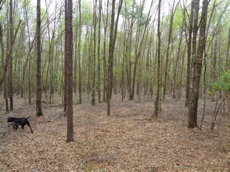 south-georgia-deer-hunting-plantation-26-min - Agri Land Realty, LLC.