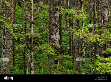 Sitka spruce forest, Haida Gwaii (Queen Charlotte Islands)- Graham ...