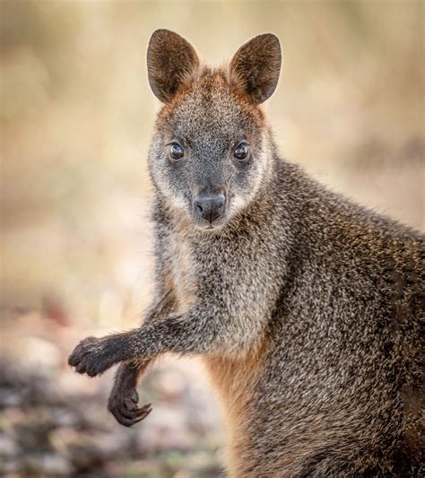 Swamp wallabies conceive new embryo before birth—a unique reproductive strategy