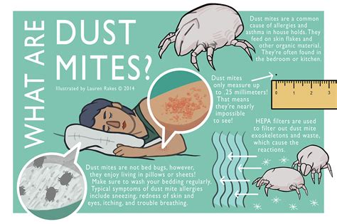 What Are Dust Mites? | Behance :: Behance