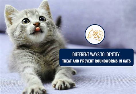 Roundworms in Cats - Identify, Prevention and Treatment - Cat Empire