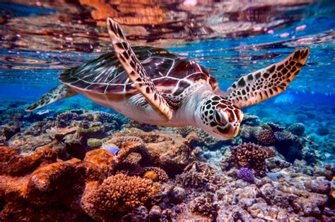 Saving Coral Reefs One Baby Turtle at a Time - GlobalGiving