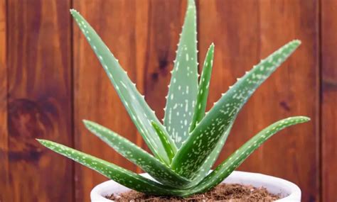 Aloe Vera Plant Care - Noticias De Jardim