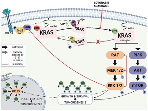 Treatment Strategies for KRAS-Mutated Non-Small-Cell Lung Cancer