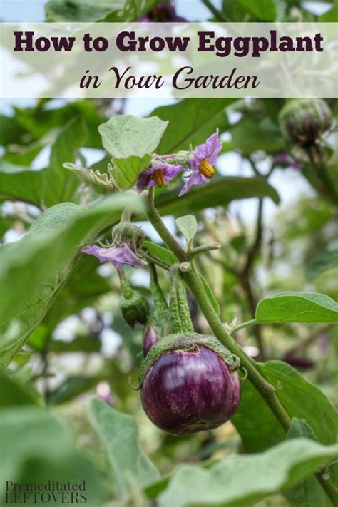 How to Grow Eggplant in Your Garden - From Seed to Harvest