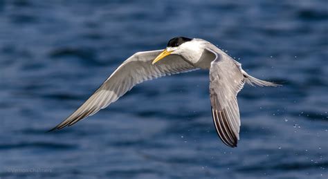 Vernon Chalmers Photography: Canon Birds in Flight Photography Training ...