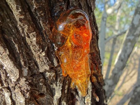 What Is Tree Sap and What Causes It? | Learn Why Trees Produce Sap