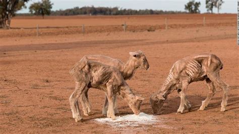 Petition · No More Starving Farm Animals · Change.org