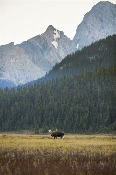 Kananaskis Wildlife and Nature Tours