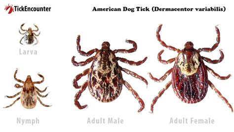 Tick Identification