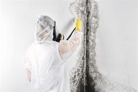 Expert Mold Removal Services by Attic Pros - Breathe Easy with a Mold ...