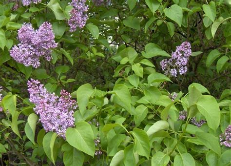 Lilac, Common, Syringa vulgaris (Hedging, Shrubs, Trees) > Hedging > Buckingham Nurseries Ltd