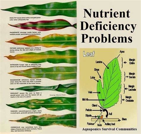 Plant nutrient deficiency indicator | Plants, Organic gardening tips ...