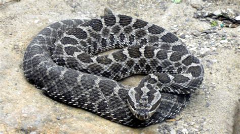 Endangered venomous rattlesnakes being bred at Toronto Zoo - CityNews ...