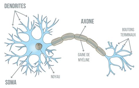 Les neurones – Speechneurolab