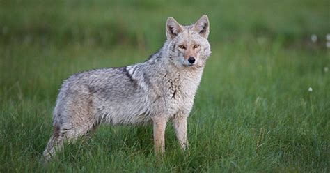 BEWARE! Eastern Coyote Sightings In NJ – What To Know! | NJ Pest