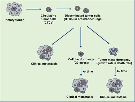 | Mechanisms of tumor dormancy. Solitary cell dormancy (cellular... | Download Scientific Diagram