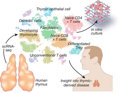 Off the beaten track: defining the developmental path of T cells through the human thymus ...