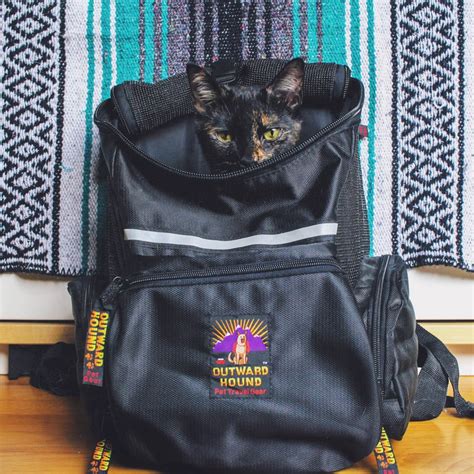 What backpacks are best for cats? – Adventure Cats