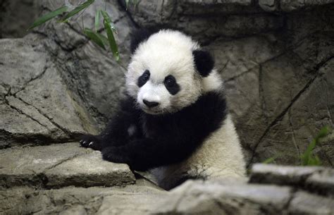 VIDÉO - Japon : le bébé panda du zoo de Tokyo fête ses 50 jours