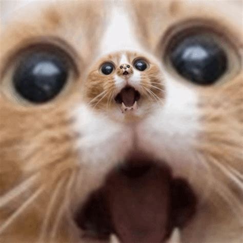 Omg Cat GIFs - Find & Share on GIPHY