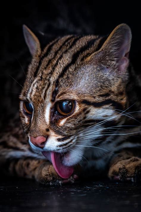 Asian Leopard Cat (Prionailurus bengalensis) - Wild Cats Magazine