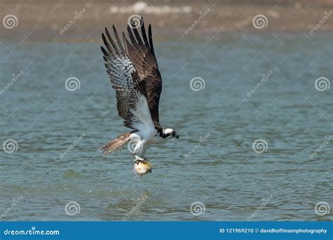 Osprey Catching Fish from the Lake. Stock Photo - Image of nature ...