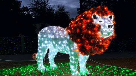 San Antonio Zoo prepares for holiday season with Zoo Lights kickoff