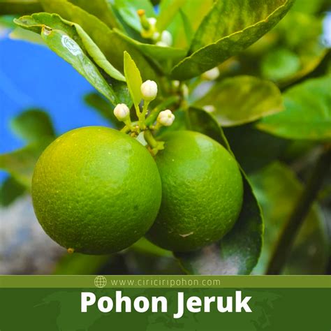 Karakteristik Pohon Jeruk Nipis yang Harus Anda Tahu - Ciriciripohon.com