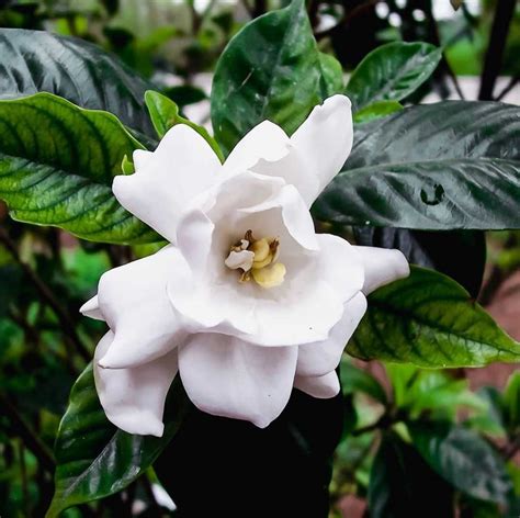 Gardenia flower meaning: find out what this flower symbolizes ↓