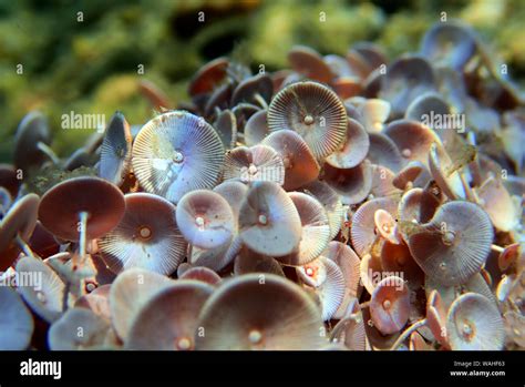 Acetabularia mediterranea - The Mediterranean sea algae Stock Photo - Alamy