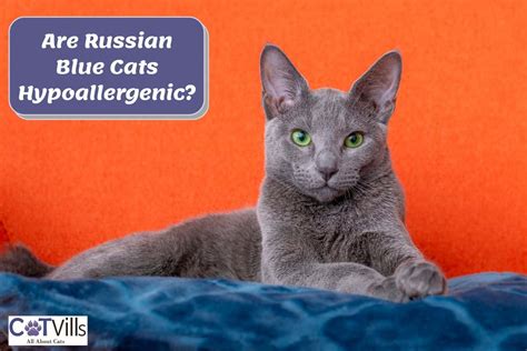 Are Russian Blue Cats Hypoallergenic? Unveiling the Truth