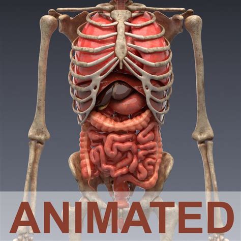 Animated internal organs, skeleton | Anatomy organs, Anatomy images ...