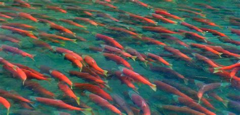 Dillingham, Alaska Asks State to Consider Closing Bristol Bay Salmon ...