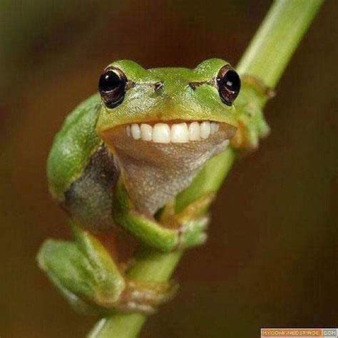 Account Suspended | Funny frog pictures, Frog pictures, Funny frogs