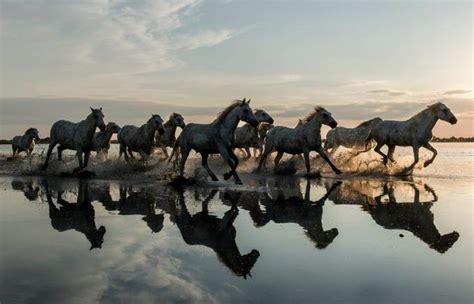 Wild Horses Galloping at Sunset by Masher - VIEWBUG.com