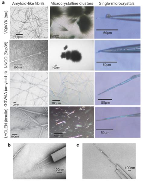 Amyloid fibrils and microcrystals.a, Electron micrographs of... | Download Scientific Diagram