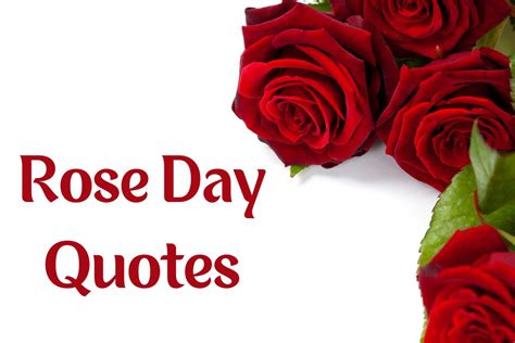 100 Rose Day Quotes To Capture The Romantic Spirit