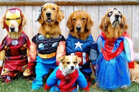 Dogs wearing superheroes costumes | Cute dog costumes, Pet halloween ...