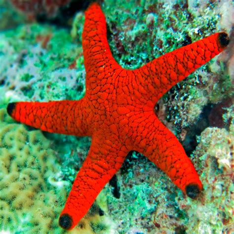 Red Starfish (Fromia Indica)