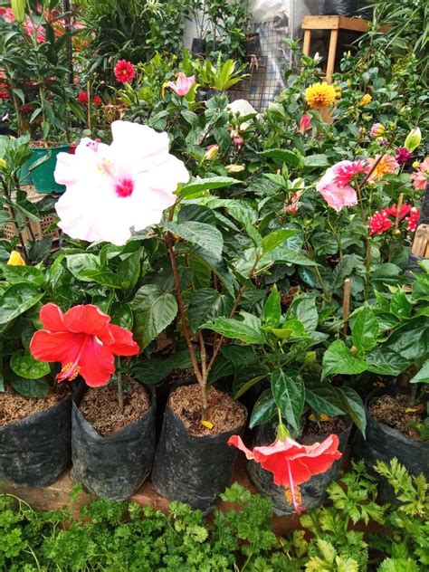 Gumamela variegated flowering plant, Furniture & Home Living, Gardening, Plants & Seeds on Carousell