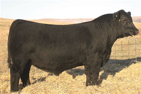 Breaking Records: Schaff Angus Valley Bull Sells for $1.51 Million ...