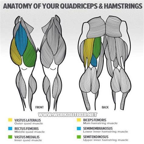 Anatomy Of Your Quadriceps & Hamstrings - Fitness Bodybuidling ...