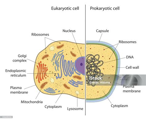 Prokaryotic And Eukaryotic Cells Stock Illustration - Download Image ...