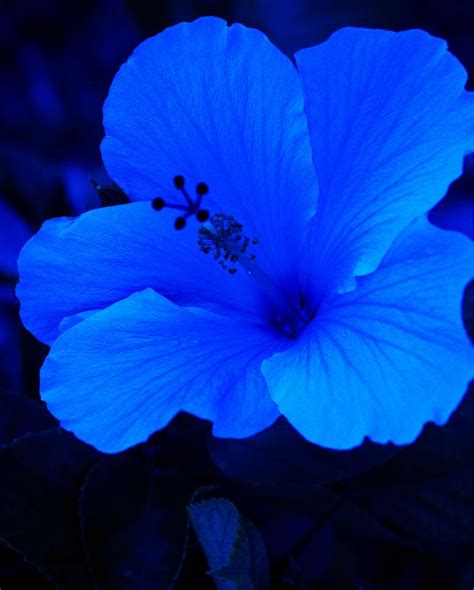 Big Blue Hibiscus Photograph by Florene Welebny - Pixels