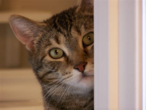 Cat Peeking Around Corner Free Stock Photo - Public Domain Pictures